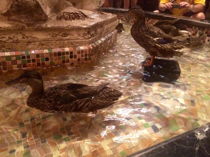 ducks in fountain